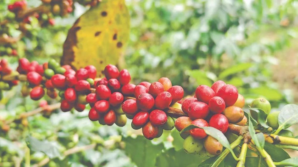 Yunnan Coffee